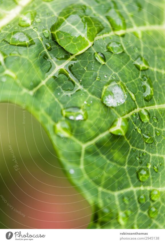 Closeup of water droplets on a green leaf background beauty bright bubble closeup condensation dew ecology environment freshness garden growth leaves macro