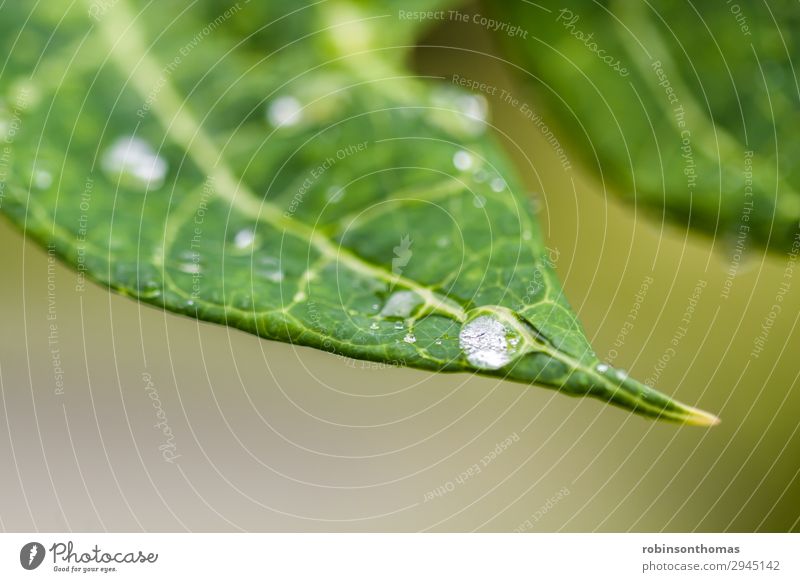Drops of water on a green leaf background Beauty & Beauty Bright Bubble Close-up Condensation Dew droplet ecology Environment freshness Garden Green Growth