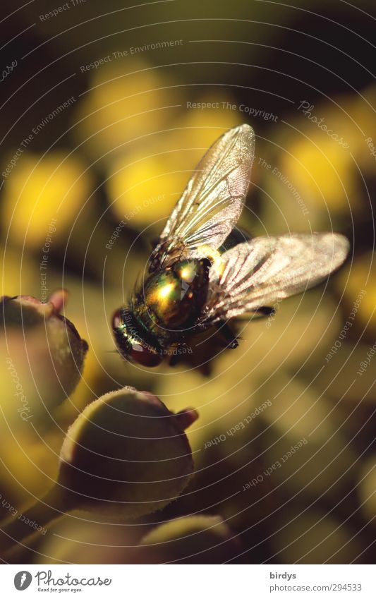 Close-up of a fly on a plant Nature Plant Summer Fly 1 Animal Glittering Esthetic Positive pretty Yellow Green Animal portrait Grand piano Colour photo