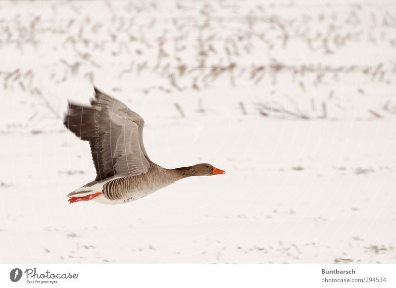flyby Snow Field Animal Bird Gray lag goose Goose 1 Flying White Colour photo Exterior shot Copy Space right Central perspective Animal portrait Full-length