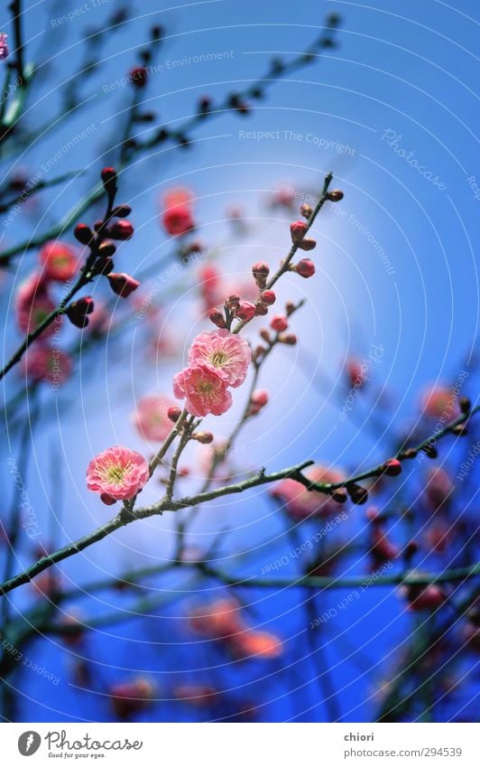 Dreams and phantasms Art Plant Spring Blossom Blossoming Blue Pink Might Determination Passion Love Romance Beautiful To console Calm Joy Colour photo Dawn Day