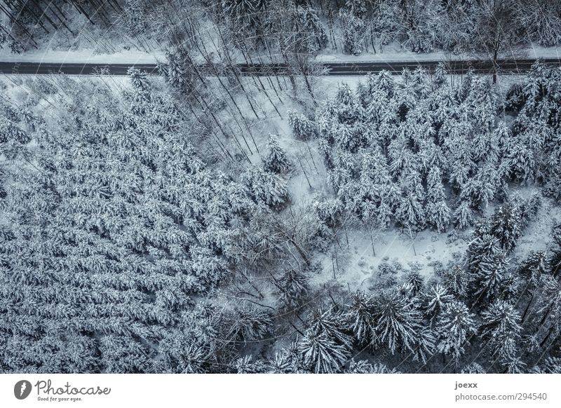 to nowhere Nature Landscape Winter Snow Forest Traffic infrastructure Street Driving Cold Blue Black White Climate Environment Coniferous forest Winter forest