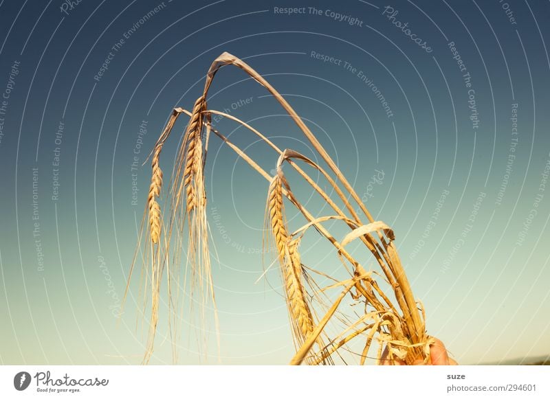 Drum halt´s in ears of corn! Food Grain Organic produce Summer Hand Fingers Environment Nature Plant Sky Beautiful weather Agricultural crop To hold on Growth