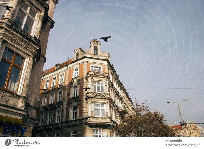 Wroclaw Birds Lifestyle House (Residential Structure) Sky Cloudless sky Winter Beautiful weather Poland Town Downtown Facade Window Animal Pigeon 2 Old