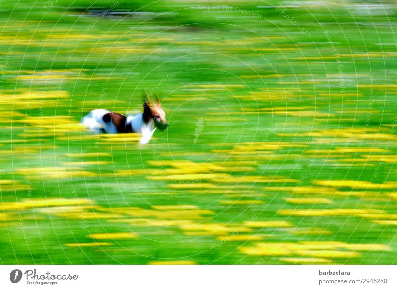 1, 2, 3 at the double Plant Summer Flower Meadow Dog Running Speed Green Joy Joie de vivre (Vitality) Love of animals Movement Bizarre Freedom Mobility Nature