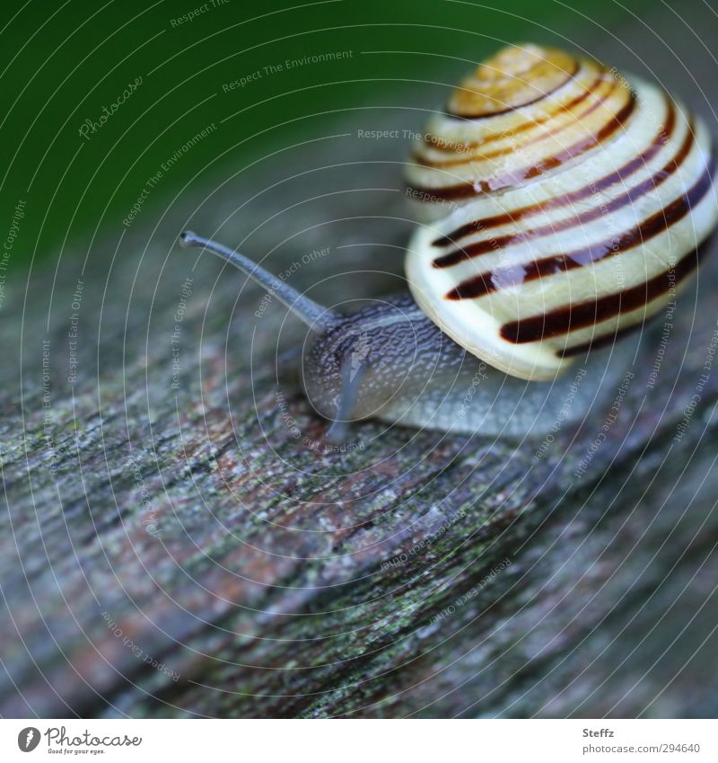 at snail's pace Crumpet Snail shell Slowly In transit Forwards sluggishness Wood creep Creeping snail creeping Small Slow motion Near Round Gray Striped Spiral