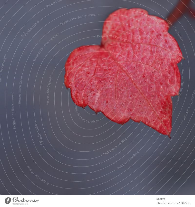one red vine leaf Vine leaf Heart wine-red ornamental Love red heart love in autumn accomplished Infatuation romantic Romance heart-shaped Heart-shaped