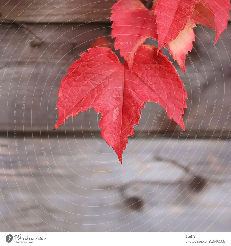 red vine leaves over wooden wall red grape leaves Wooden wall Autumn leaves Wooden board Texture of wood autumn colours Autumnal colours Rachis Wood varnish