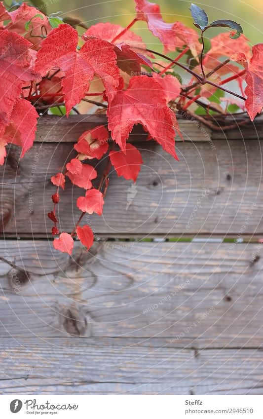 Autumn vine leaves red grape leaves Autumn leaves Wooden wall Texture of wood Rustic Wooden boards ornamental Decoration Heart-shaped heart-shaped autumn leaves