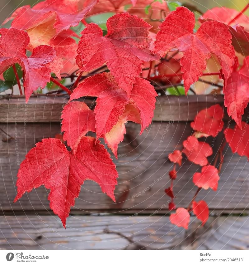 Red vine leaves red grape leaves red leaves Creeper Autumn leaves autumn impression autumn leaves Wooden board Rachis Garden plants Rustic ornamental