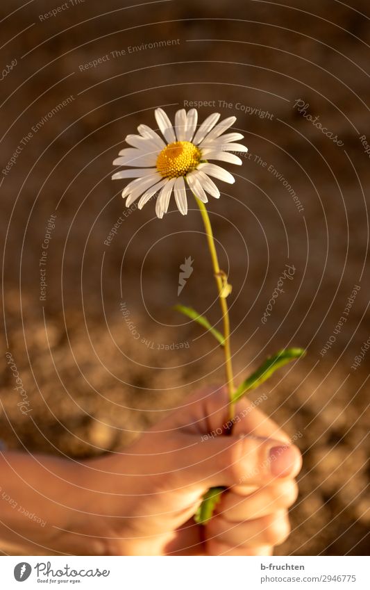 Child holding a daisy Harmonious Contentment Relaxation Calm Hand Fingers Nature Earth Summer Flower Select To hold on Looking Simple Free Friendliness