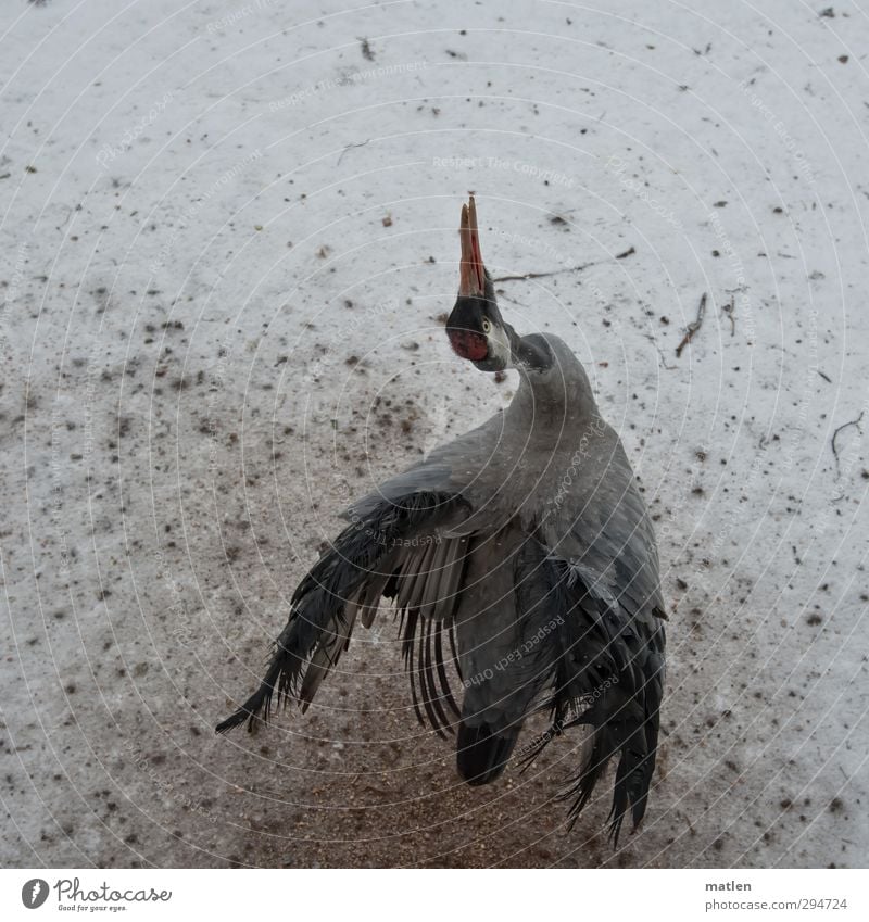 BirdPerspective Winter Wing 1 Animal Dance Brown Gray White Rutting season Crane Snowfall Colour photo Subdued colour Exterior shot Deserted Copy Space top Day