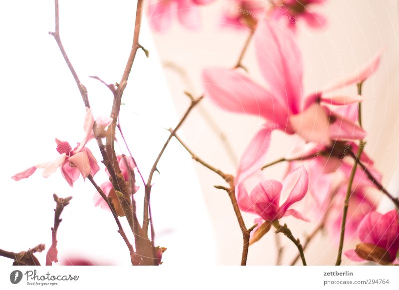 spring Environment Nature Plant Spring Beautiful weather Flower Orchid Blossom Exotic Garden Bouquet Growth Good Magnolia plants Ostrich Vase wallroth Twig