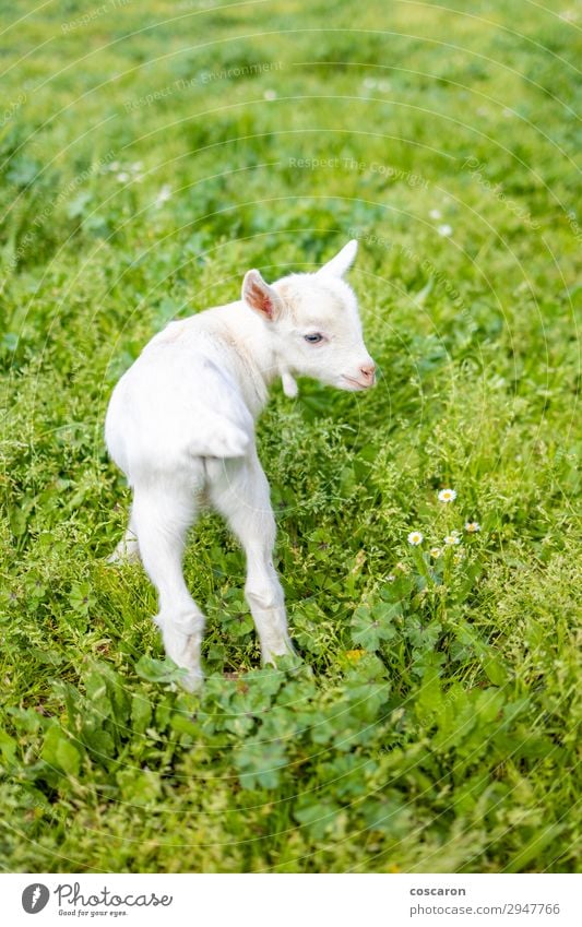 Portrait of a little goat on the grass Joy Vacation & Travel Summer Child Baby Nature Animal Spring Flower Grass Garden Park Meadow Field Village Small Town