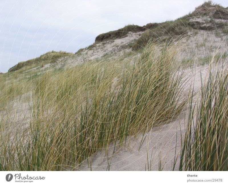 dune Beach Grass Clouds Europe Denmark Dune. Houvig Sand Sky