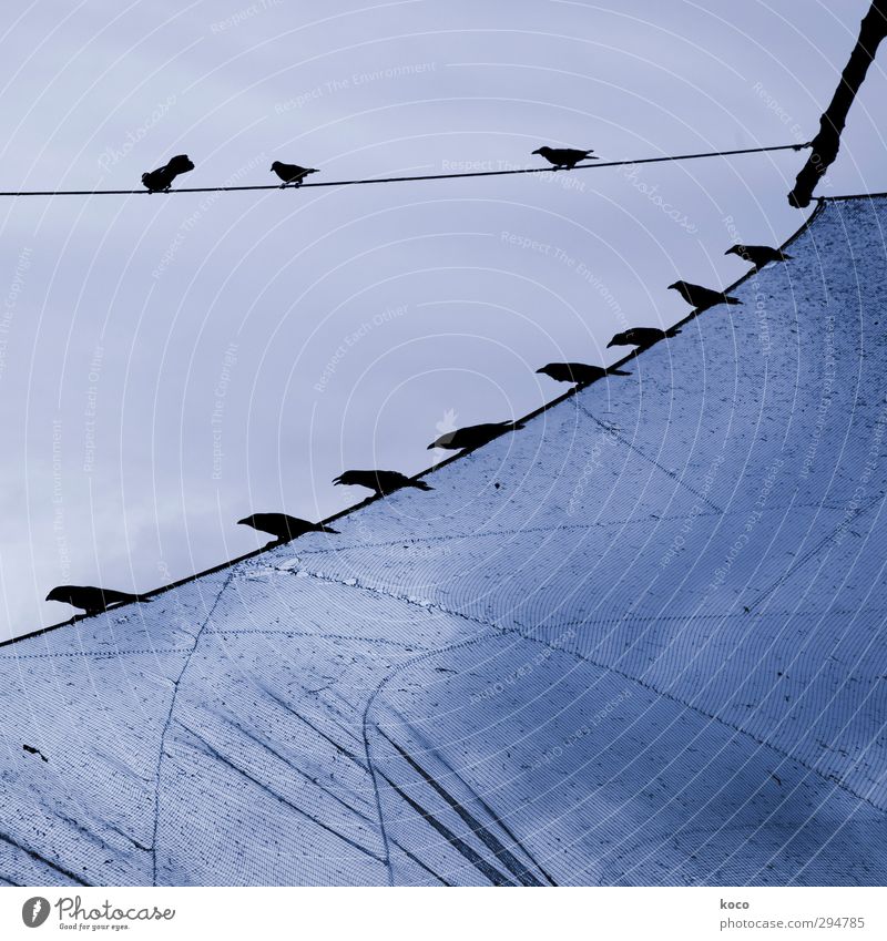 The birds Sky Spring Summer Fishing boat Sail Aviation Animal Bird Group of animals Herd Flock Line Net Network Flying Sit Esthetic Thin Blue Black Together