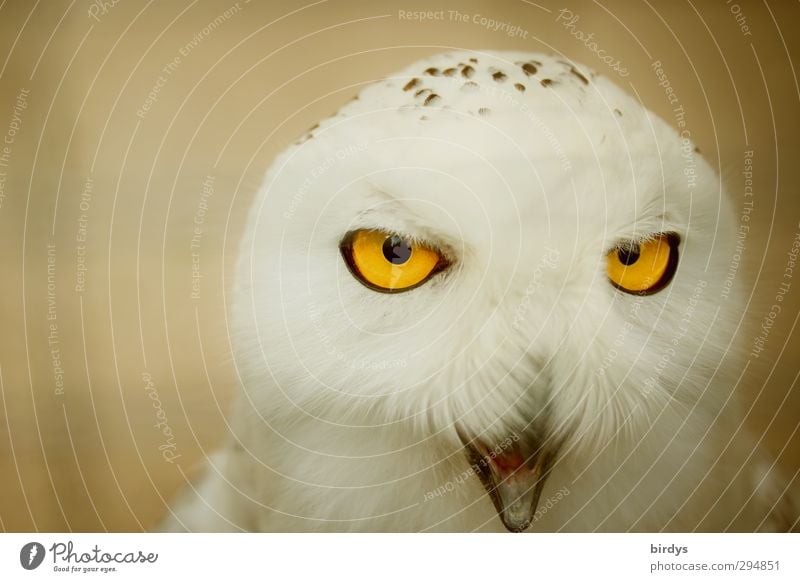 Snowy owl with bright yellow eyes Owl birds Owl eyes Looking Observe Illuminate Owl Face Wild animal Animal face Exotic Yellow White pretty Colour Precision