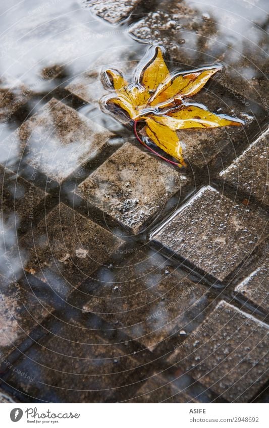 Yellow leaf in a puddle Clouds Autumn Rain Leaf Wet City fall Floating Puddle Rainwater slabs submerged sidewalk grid sunk Deserted Reflection