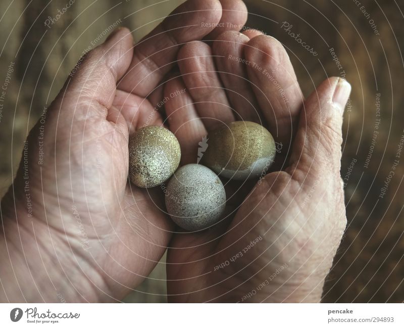 three wishes Food Feminine Woman Adults Hand 1 Human being 45 - 60 years Nature Animal Elements Spring Bird 3 Sign Globe Simple Fresh Healthy Warmth Brown Gray
