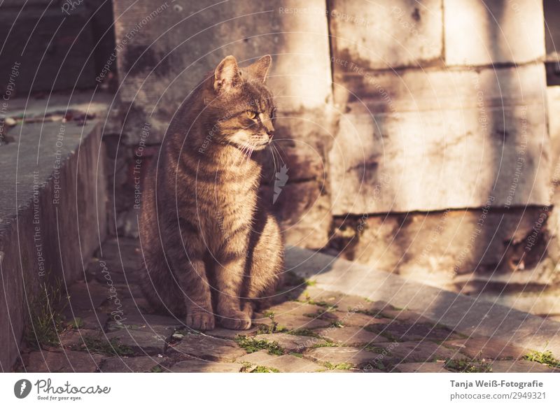 Cat in Old Town Sunlight Old town Wall (barrier) Wall (building) Stairs 1 Animal Relaxation Sit Contentment Serene Colour photo Exterior shot Animal portrait