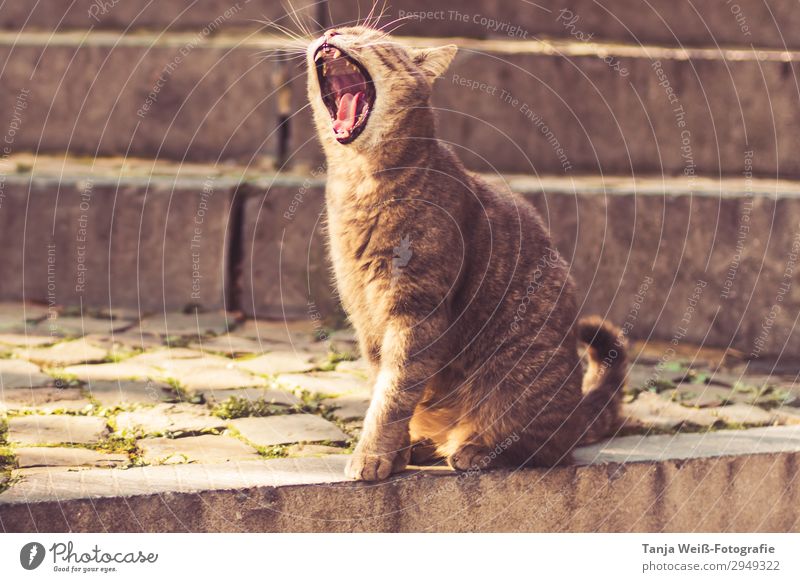 Yawning cat Stairs Cat 1 Animal To enjoy Contentment Serene Colour photo Exterior shot Animal portrait Full-length