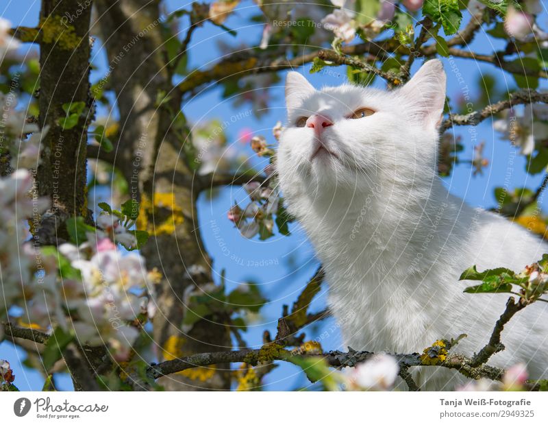 Hangover in apple tree Nature Spring Tree Blossom Cat 1 Animal Observe To enjoy Beautiful Natural Curiosity White Contentment Spring fever Love of animals