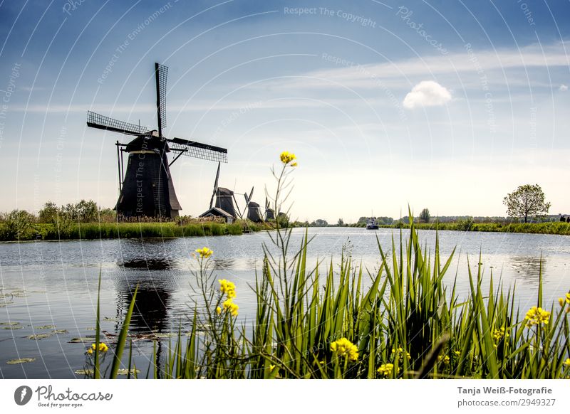 Windmill in Holland Landscape Water Sky Sunlight Spring River bank Deserted Calm Colour photo Exterior shot Copy Space top Day Central perspective