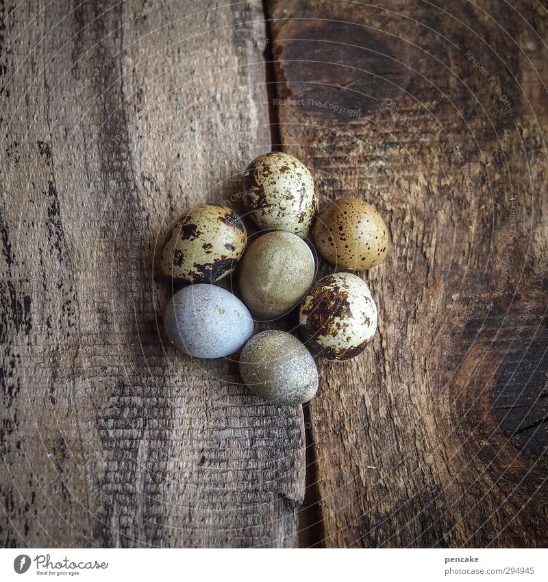 lucky number Organic produce Nature Animal Elements Earth Spring Wood Sign Optimism Success Power Safety (feeling of) Agreed Beautiful Life Egg Quail's egg 7