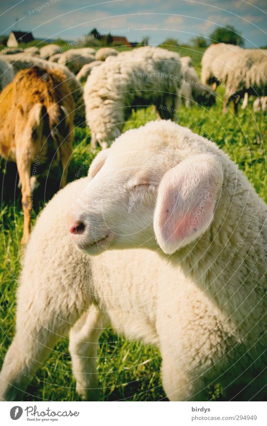 Lamb in the flock on fresh pasture. Easter. Easter lamb Agnus Dei Flock Agriculture Nature Spring Summer Willow tree Beautiful weather Meadow Farm animal