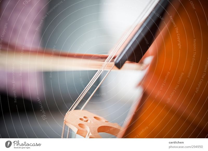 music Music Playing Cello Double bass String instrument Arch Musical instrument string Make music music school Music tuition Colour photo Interior shot Detail