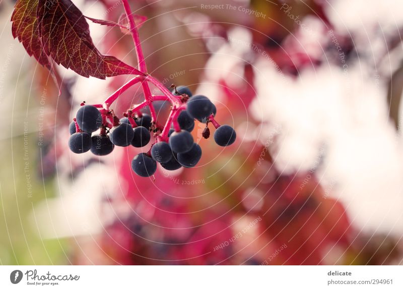 berries Nature Spring Summer Autumn Plant Leaf Garden Beautiful Round Blue Green Pink Red White Blur Rawanberry Berries Shallow depth of field Colour photo