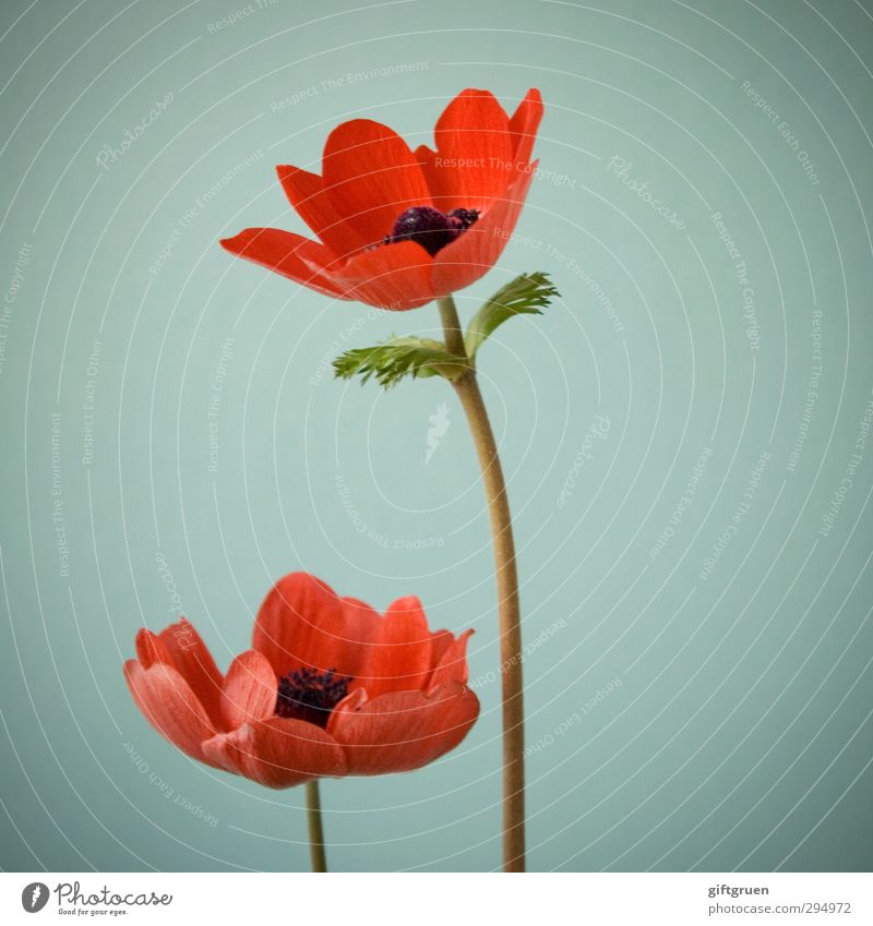 ...no spring skips its turn Nature Plant Spring Flower Leaf Blossom Blossoming Poppy Flowering plant Blossom leave Stalk 2 In pairs Red Corn poppy Spring flower