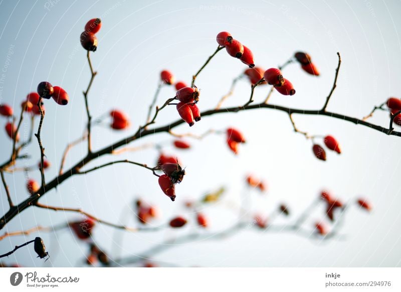 Colour ! Autumn Bushes Wild plant Rose hip Twig Growth Fat Thin Long Natural Red Nature Fruit Seed head Bleak Branched Arch Colour photo Exterior shot Close-up