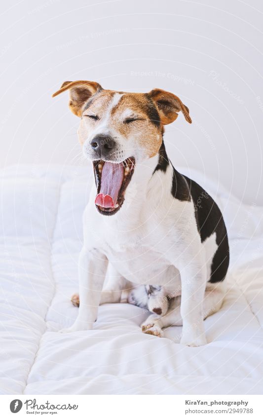 Adorable cute dog puppy yawning on white bed Happy Beautiful Health care Relaxation Bedroom Man Adults Mouth Animal Fur coat Pet Dog Smiling Sleep Funny Cute