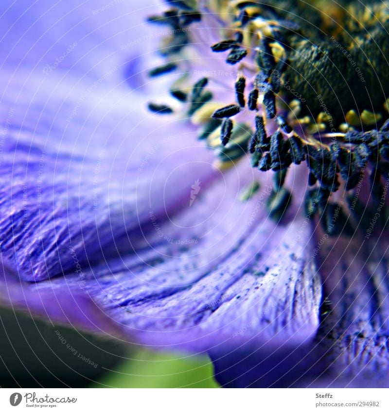 blue-violet anemone Anemone differently Exceptional petals romantic flowering anemone Blossom leave Spring flower Flower Blossoming Near Blue Violet