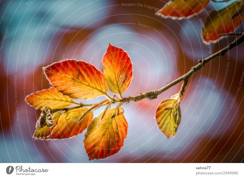 Luminous leaves Environment Nature Plant Sky Autumn Climate Tree Leaf Beech tree Beech leaf Twigs and branches Park Forest Illuminate Growth Change
