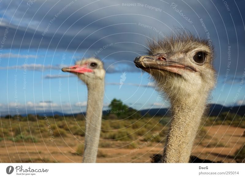 Ostrich - couple watching sky - female focussed Nature Animal Sky Clouds Storm clouds Summer Bird Observe Threat Together Large Curiosity Gray Loyalty masculine