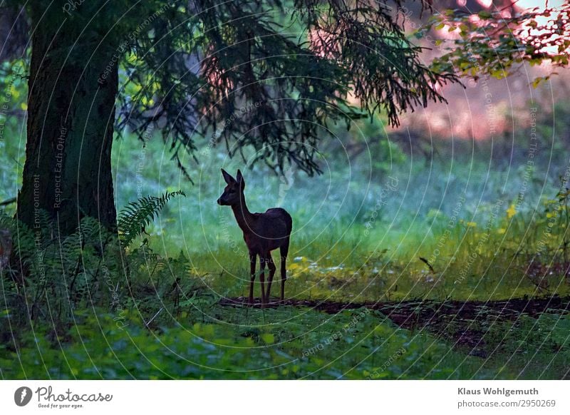 at dawn Environment Nature Summer Autumn Tree Fern Forest Wild animal Animal face Pelt Roe deer 1 Observe Stand Esthetic Blue Gray Green Peace Calm Hunting