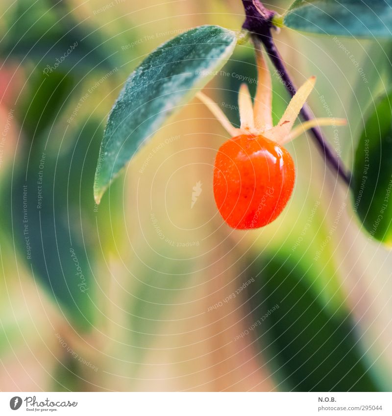 something round red Nature Plant Bushes Leaf Foliage plant Delicious Berries Colour photo Close-up Deserted Copy Space left Copy Space bottom