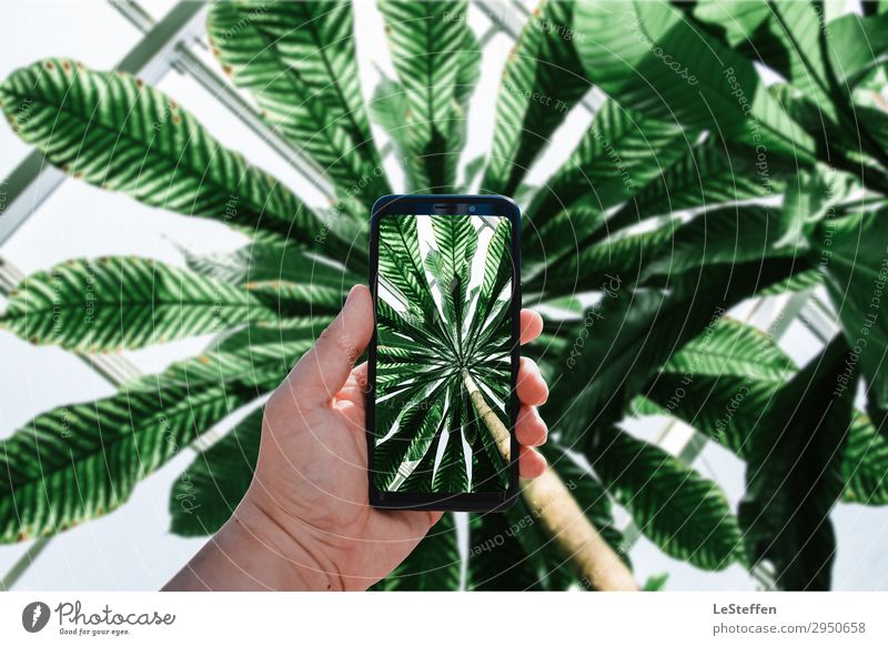 Smartphone view into the palm roof Cellphone PDA Entertainment electronics Human being Masculine Skin Hand Plant Sun Tree Foliage plant Exotic Palm tree