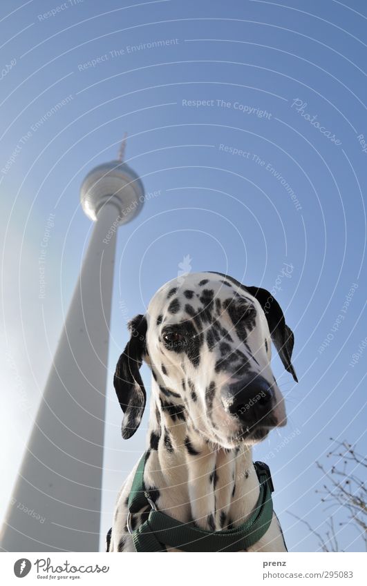 best friend Capital city Downtown Tower Manmade structures Pet Dog 1 Animal Blue White Dalmatian Purebred dog Television tower Berlin TV Tower Colour photo
