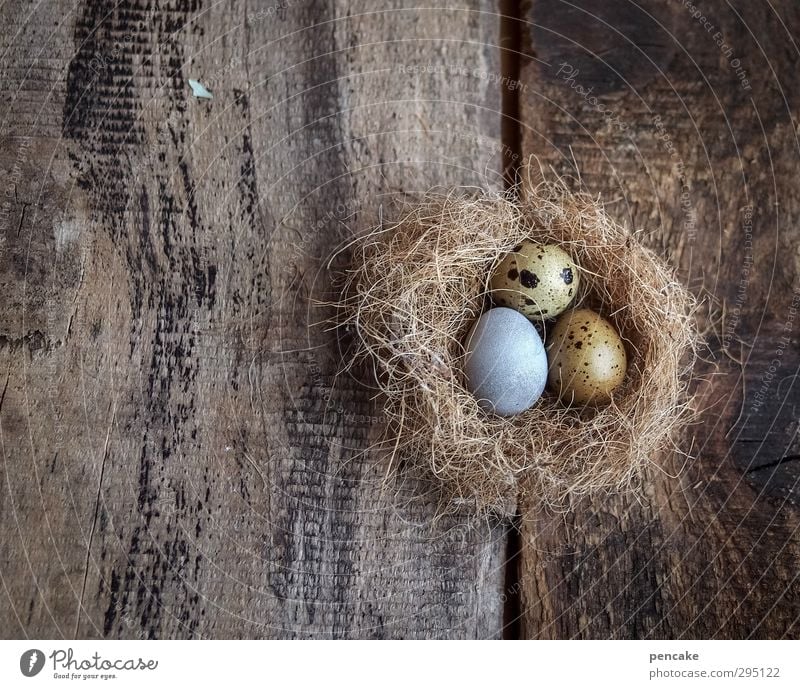 cuckoo's egg Nature Animal Elements Earth Grass Wild animal Wood Relationship Identity Senses Planning Irritation Growth Feminine Living or residing Egg Cuckoo