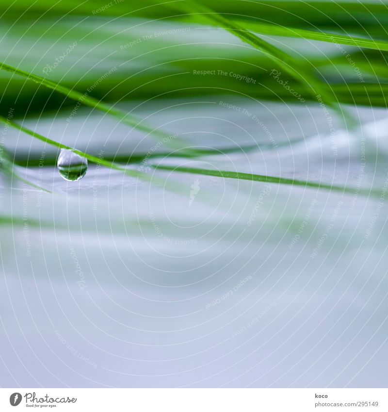 as tears go by Beautiful Wellness Life Nature Water Drops of water Spring Summer Rain Plant Grass Leaf Line Network Hang Dream Sadness Fluid Cold Wet Natural