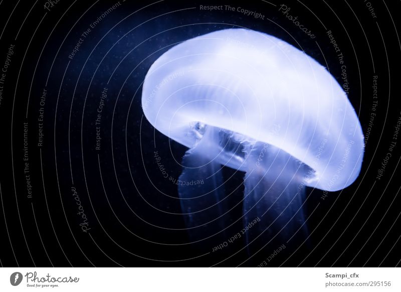 A glowing UFO Elements Water The deep Deep sea Jellyfish deep-sea monsters Nettle animal Exceptional Dark Free Infinity Wisdom Purity Dream Mystic