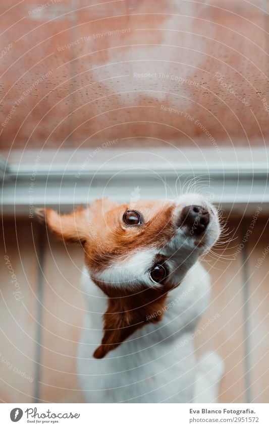 cute small dog sitting by the window. Rainy day Lifestyle Beautiful Winter House (Residential Structure) Room Animal Drops of water Clouds Storm clouds Spring