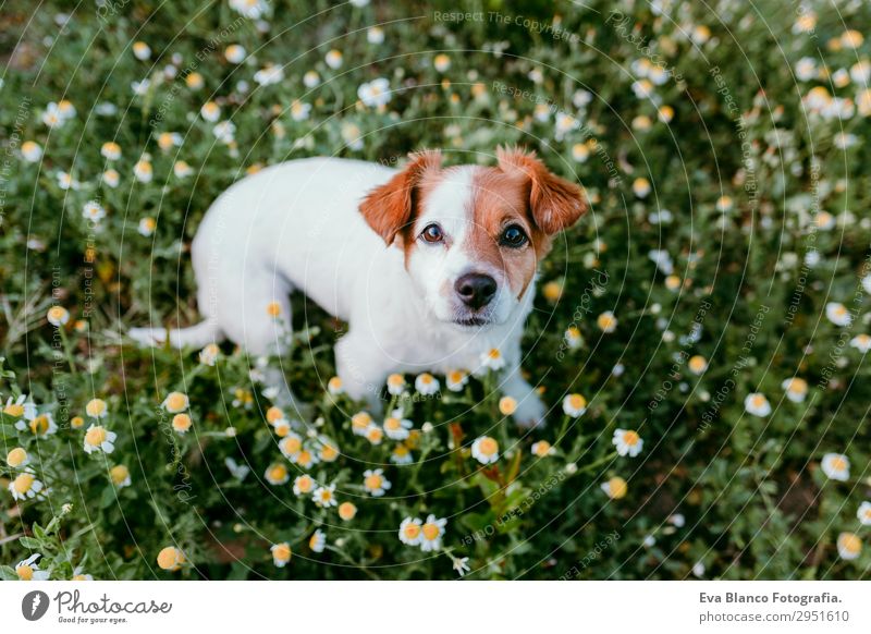cute small dog sitting in a daisy flowers field. springtime Lifestyle Beautiful Leisure and hobbies Hunting Family & Relations Friendship Nature Landscape Plant