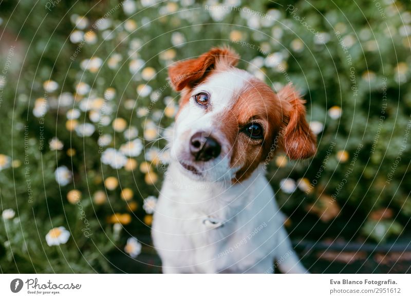cute small dog sitting in a daisy flowers field. springtime Lifestyle Beautiful Leisure and hobbies Hunting Family & Relations Friendship Nature Landscape Plant
