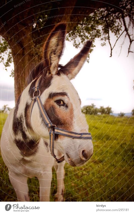 Do you have my apple? Nature Summer Beautiful weather Tree Meadow Farm animal Donkey Mule 1 Animal Observe Think Looking Funny Curiosity Mistrust Innocent