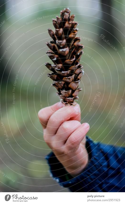 Child holding fir cones in his hand Leisure and hobbies Playing Vacation & Travel Hand 3 - 8 years Infancy 8 - 13 years Environment Nature Plant Summer Autumn