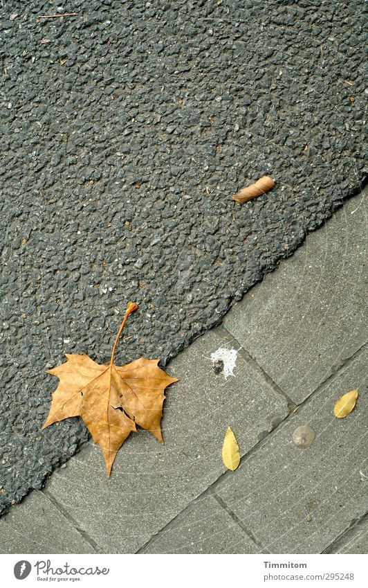 Arrangchemang. Leaf Street Lie Simple Yellow Gray Moody Serene Observe Chewing gum bird droppings Line Pavement Limp Asphalt Maple leaf Colour photo